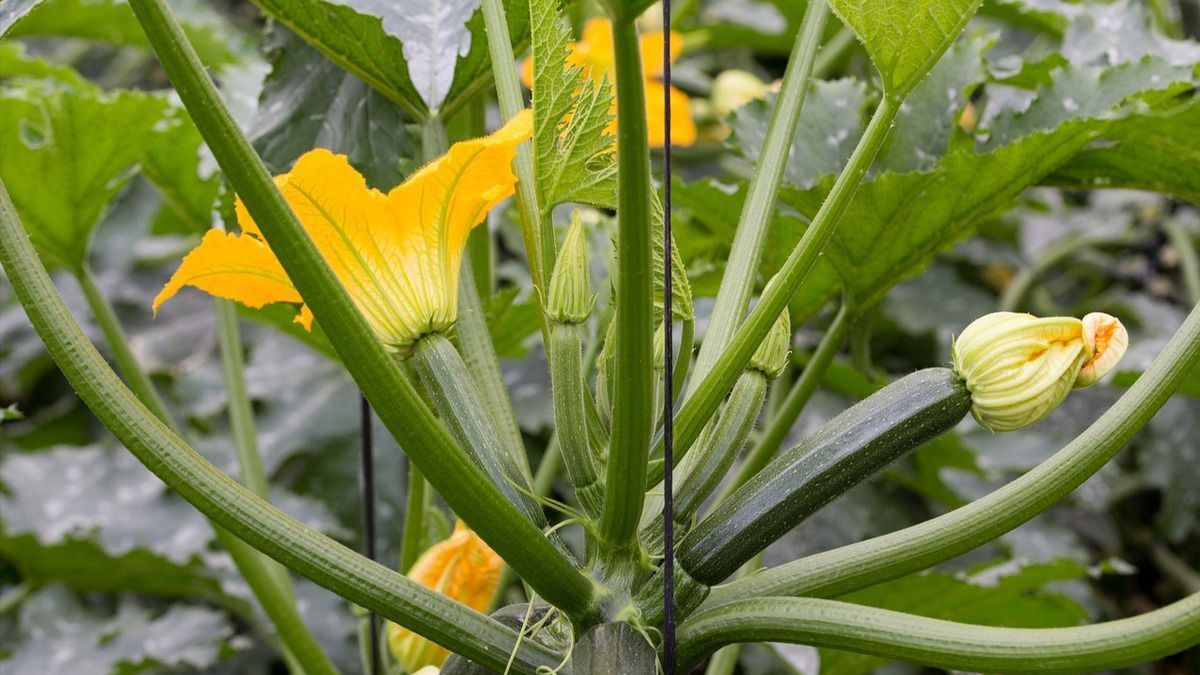 Почему на кабачках есть пустоцвет и как с этим бороться Почему на кабачках есть пустоцвет и как с этим бороться