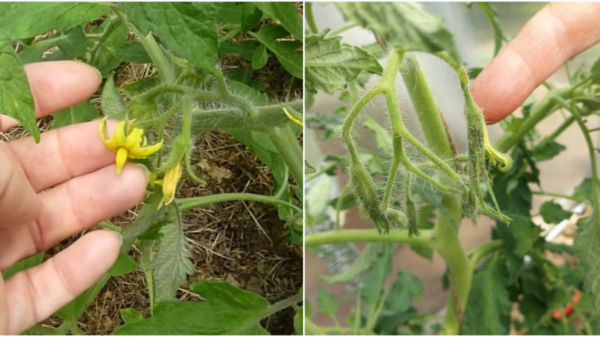 Что делать, если не завязываются помидоры Что делать, если не завязываются помидоры