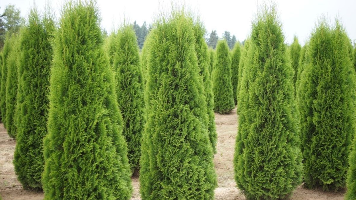 Чим підгодувати тую для швидкого росту Чим підгодувати тую для швидкого росту