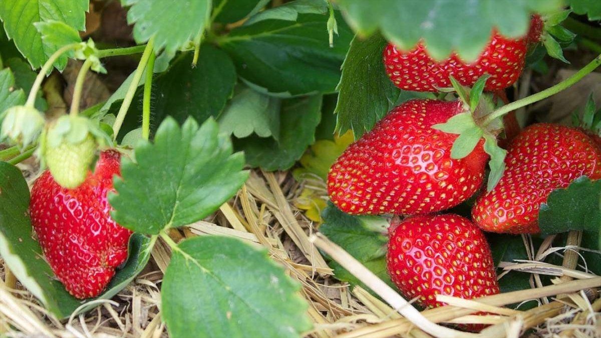 Чому не можна скошувати полуницю Чому не можна скошувати полуницю