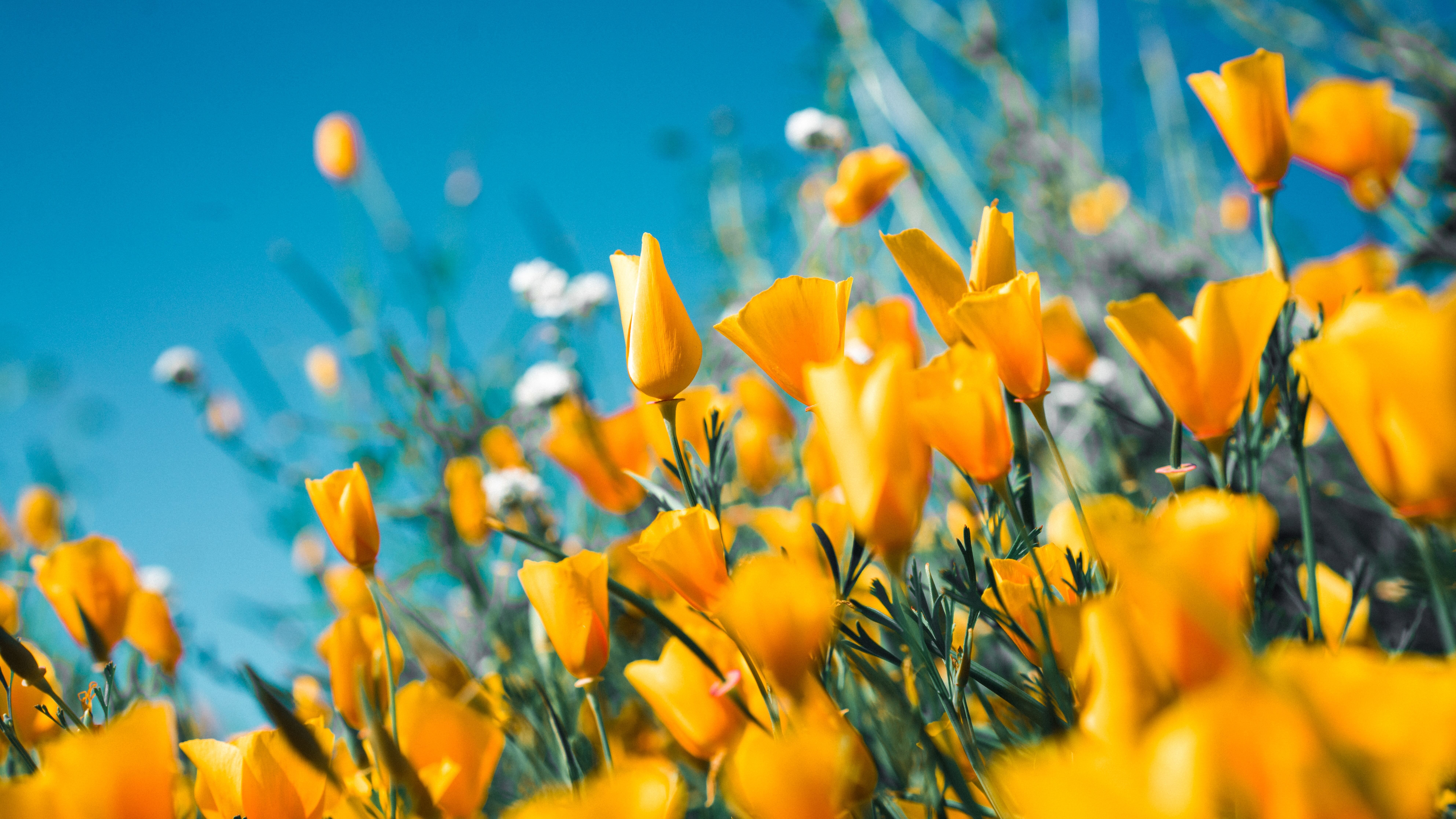 Какой праздник 12 июля Какой праздник 12 июля