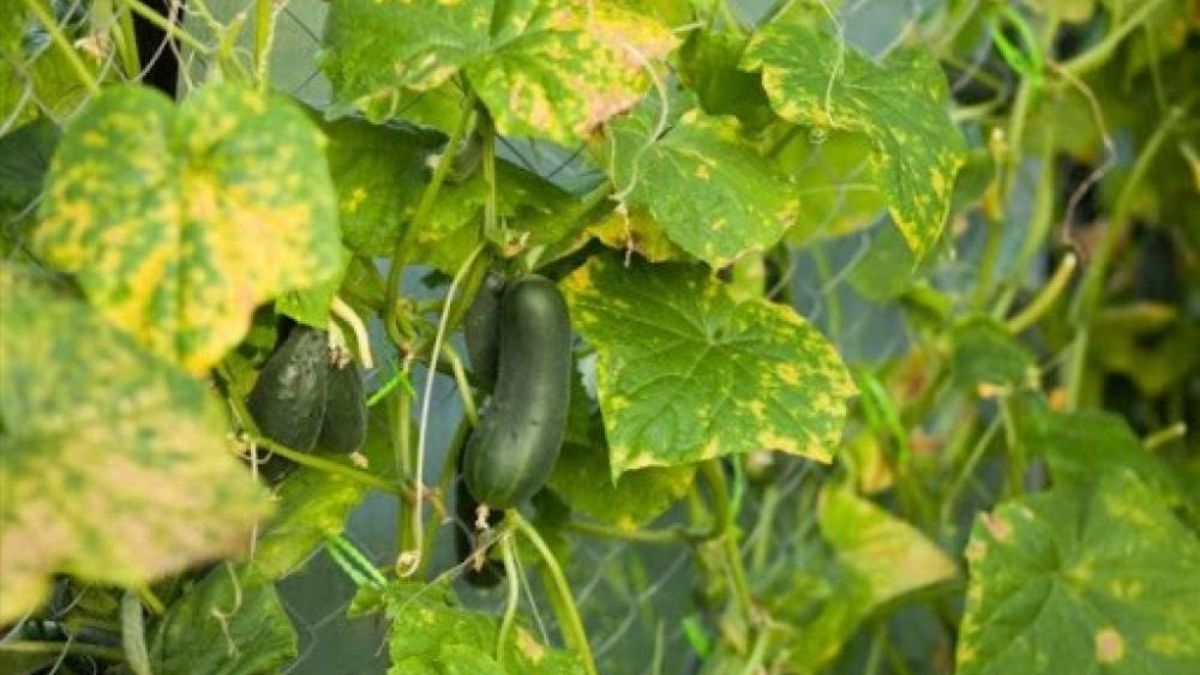 Почему сохнут огурцы – как с этим бороться Почему сохнут огурцы – как с этим бороться