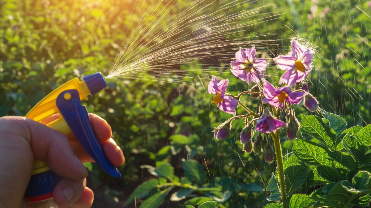 Чим підживити картоплю під час цвітіння Чим підживити картоплю під час цвітіння
