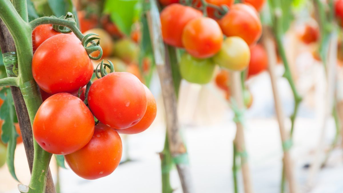 Народні засоби підживлення помідорів