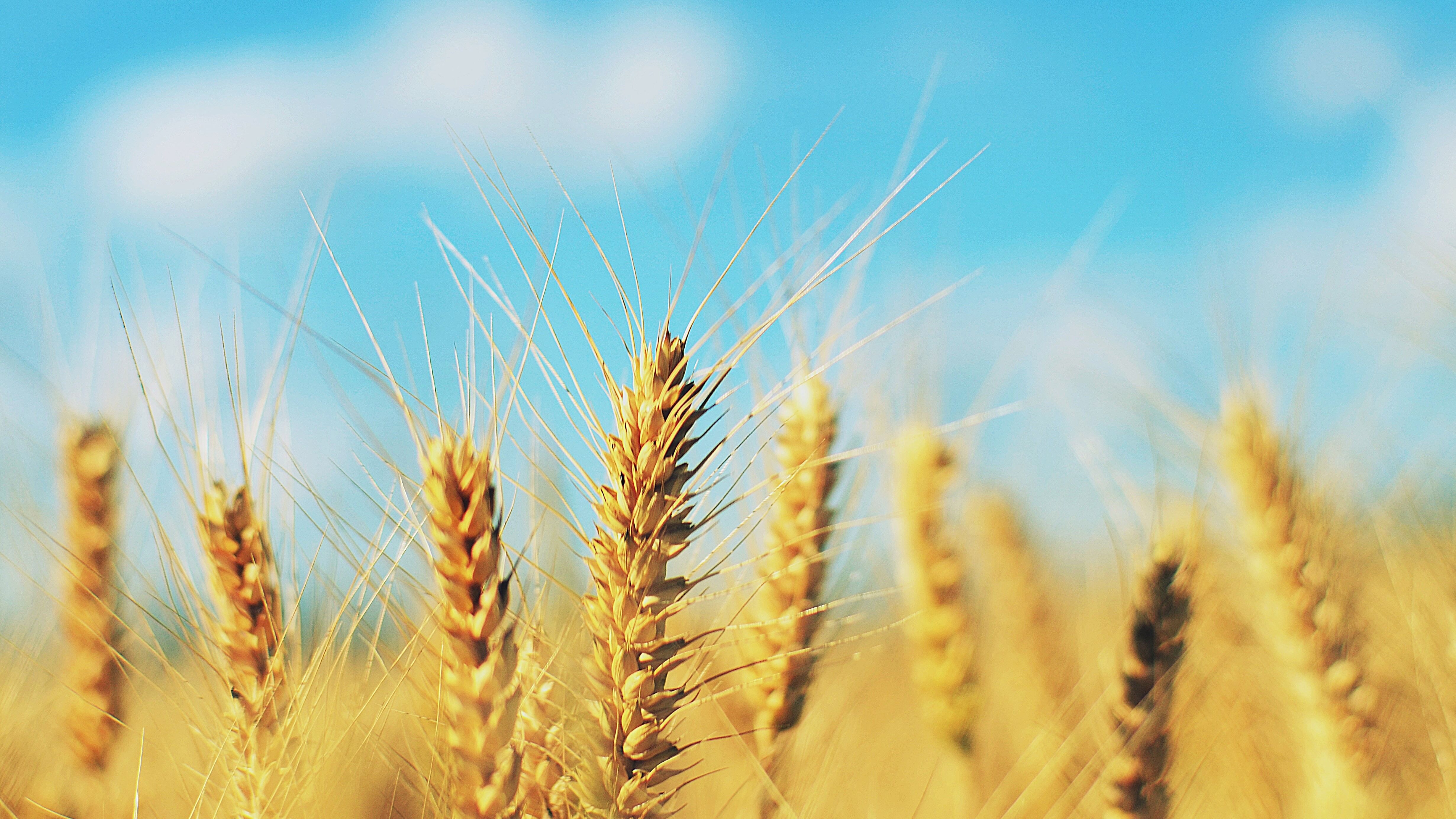 Яке свято 13 липня Яке свято 13 липня