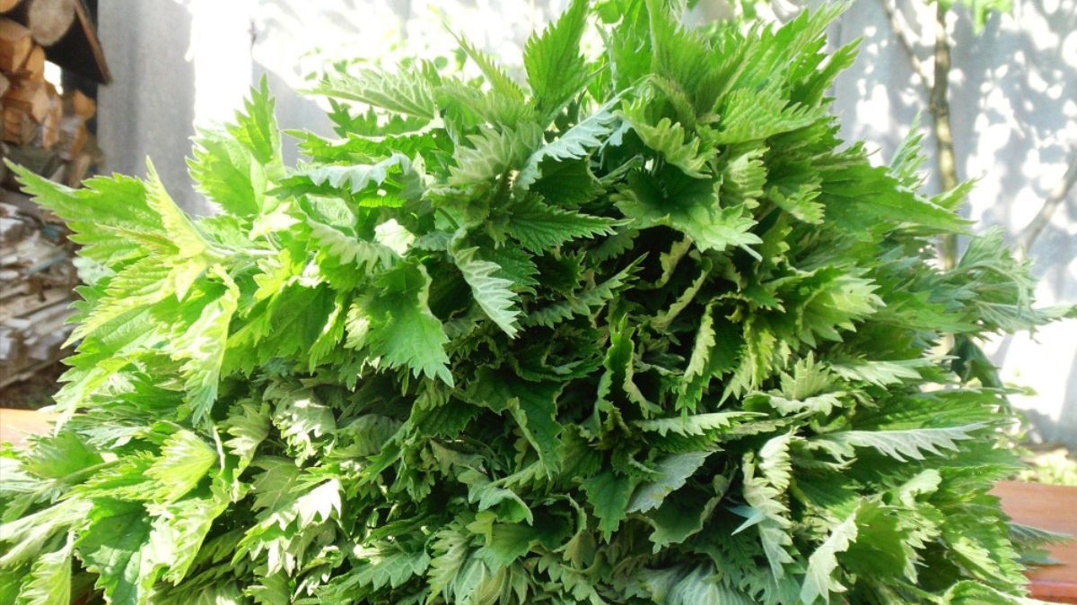 Как приготовить удобрение из крапивы Как приготовить удобрение из крапивы