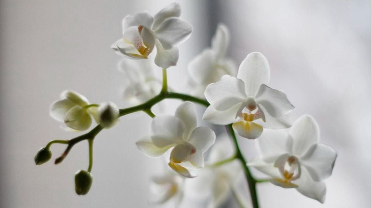 Як виростити орхідею з квітконоса