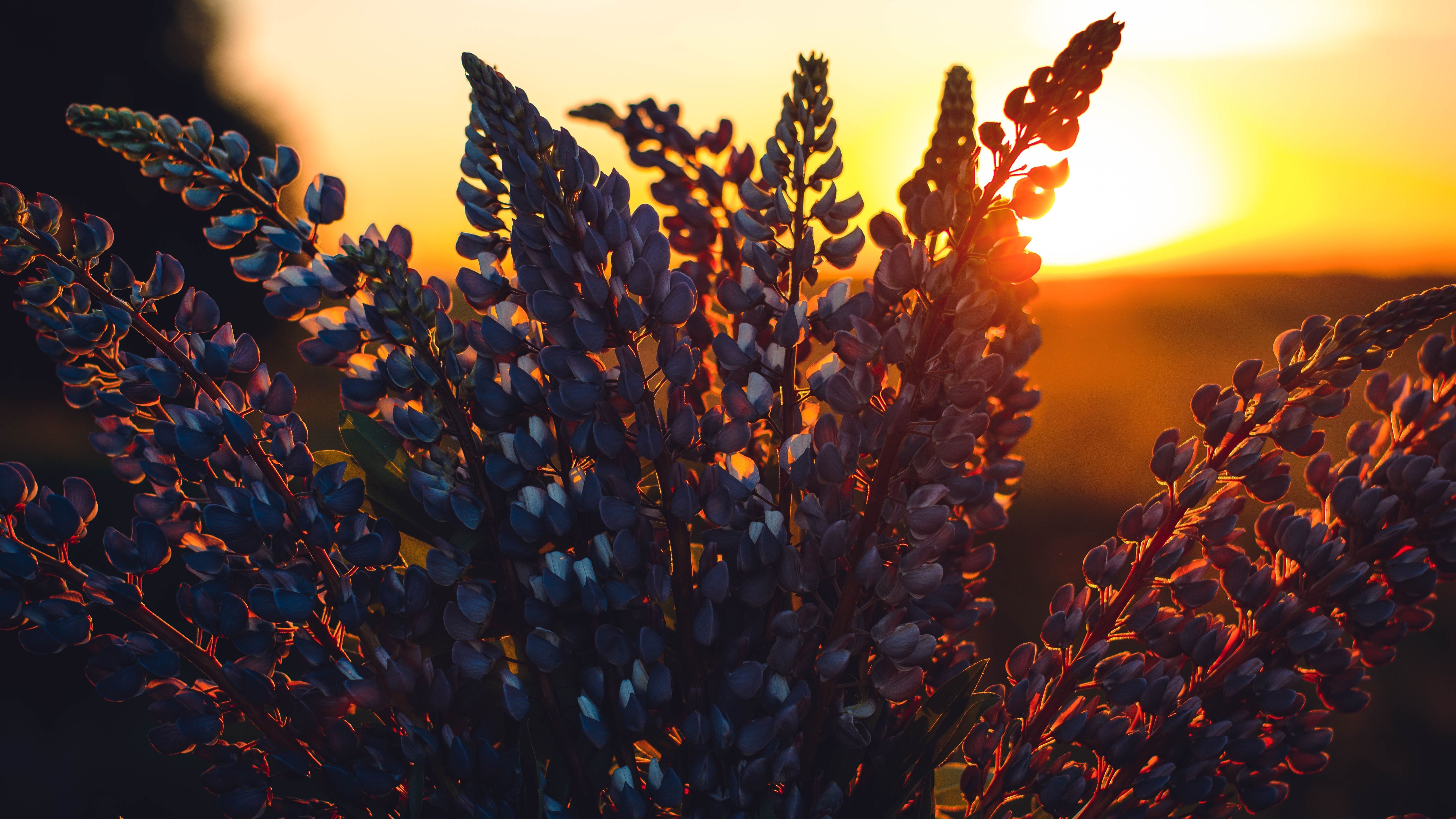 Яке свято 14 липня Яке свято 14 липня