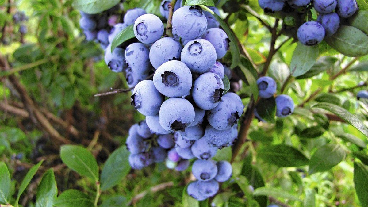 Чим і коли поливати лохину вдома Чим і коли поливати лохину вдома