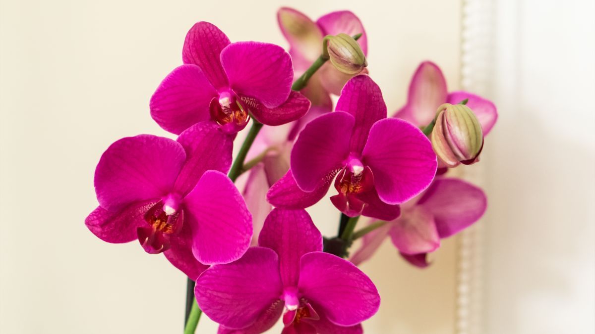 Чем подкормить орхидею Чем подкормить орхидею