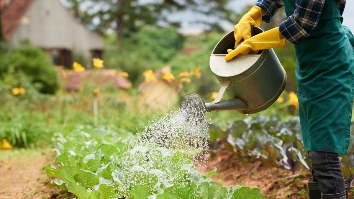 Чи можна поливати рослини холодною водою Чи можна поливати рослини холодною водою