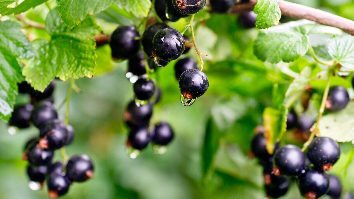 Чому немає ягід на смородині Чому немає ягід на смородині