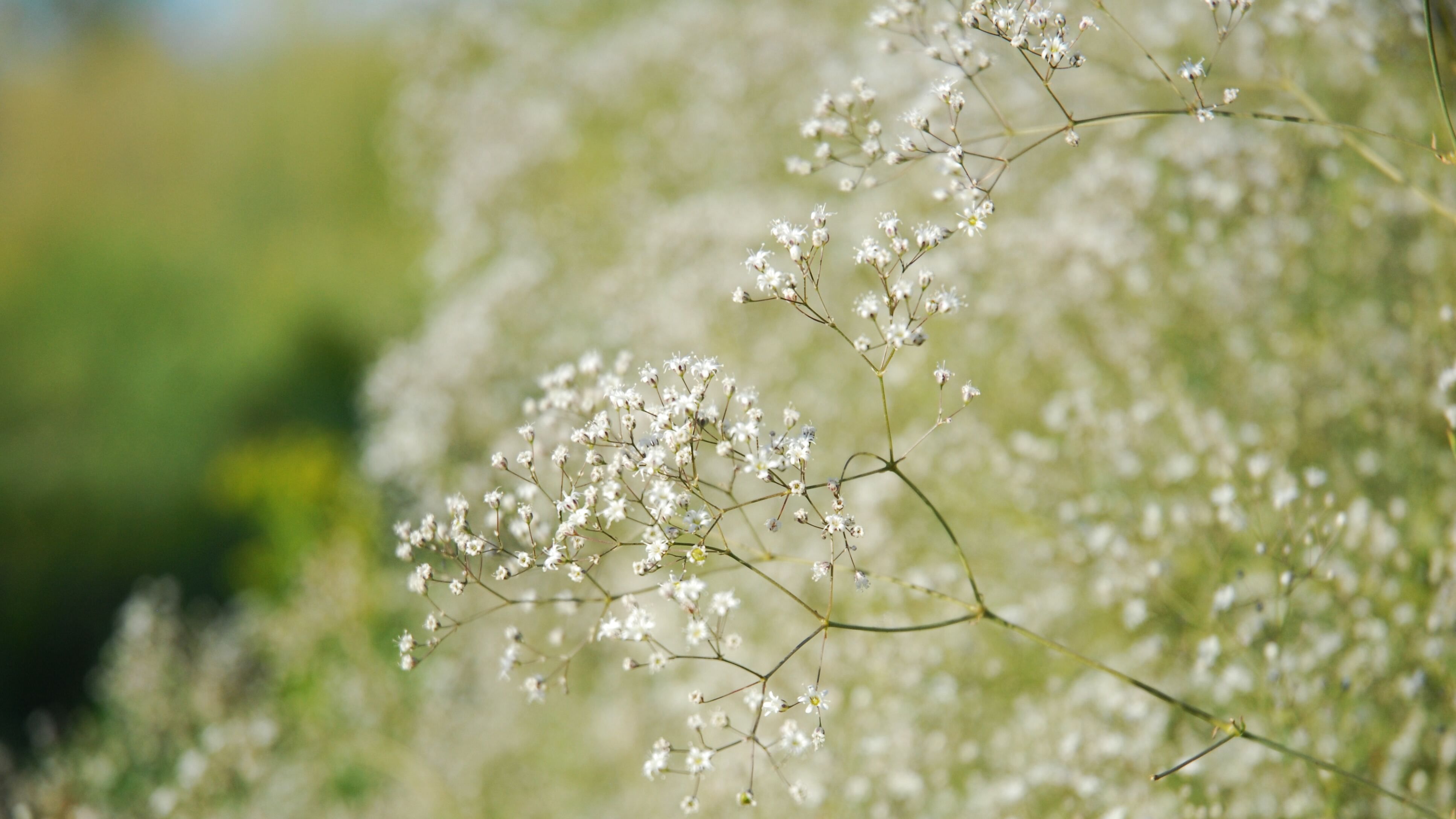 Яке свято 16 липня Яке свято 16 липня