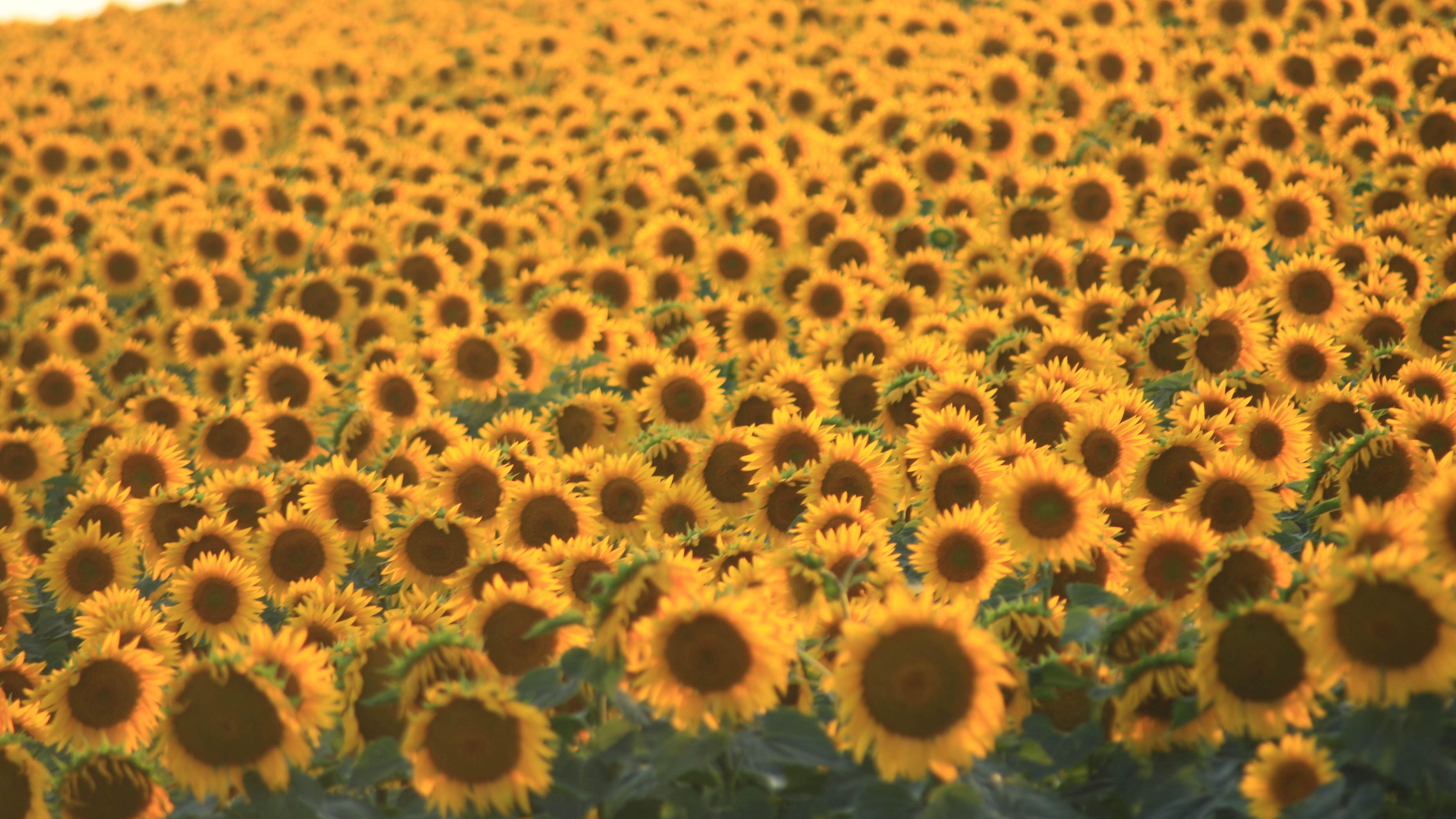 Какой праздник 17 июля Какой праздник 17 июля