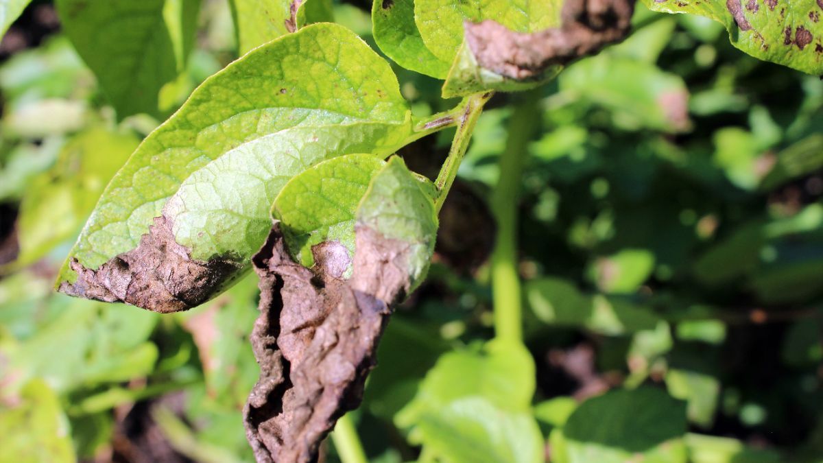 Чем обработать картофель от фитофторы Чем обработать картофель от фитофторы