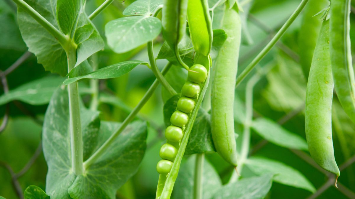 Как и к чему привязать горох Как и к чему привязать горох