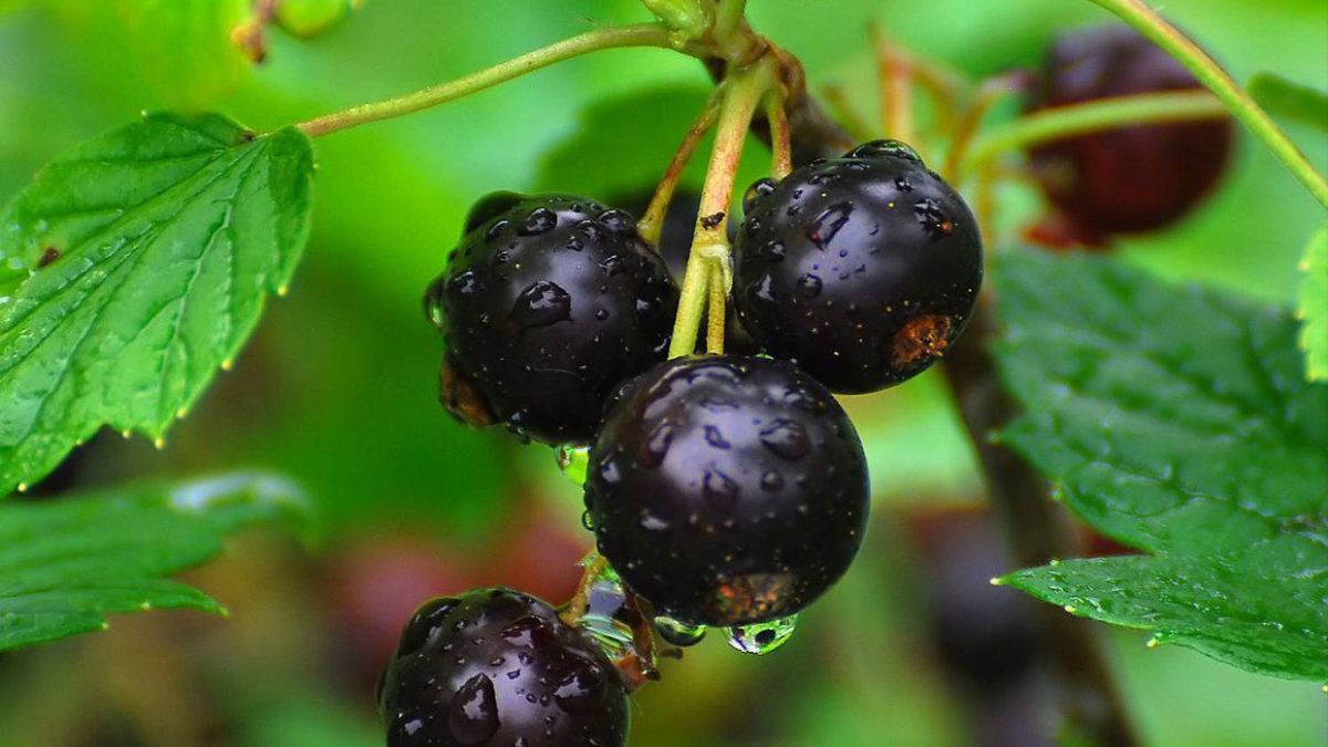 Що робити зі смородиною, якщо ягоди опадають Що робити зі смородиною, якщо ягоди опадають