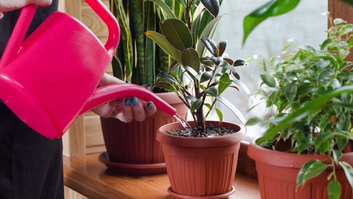 Как часто нужно поливать цветы дома Как часто нужно поливать цветы дома