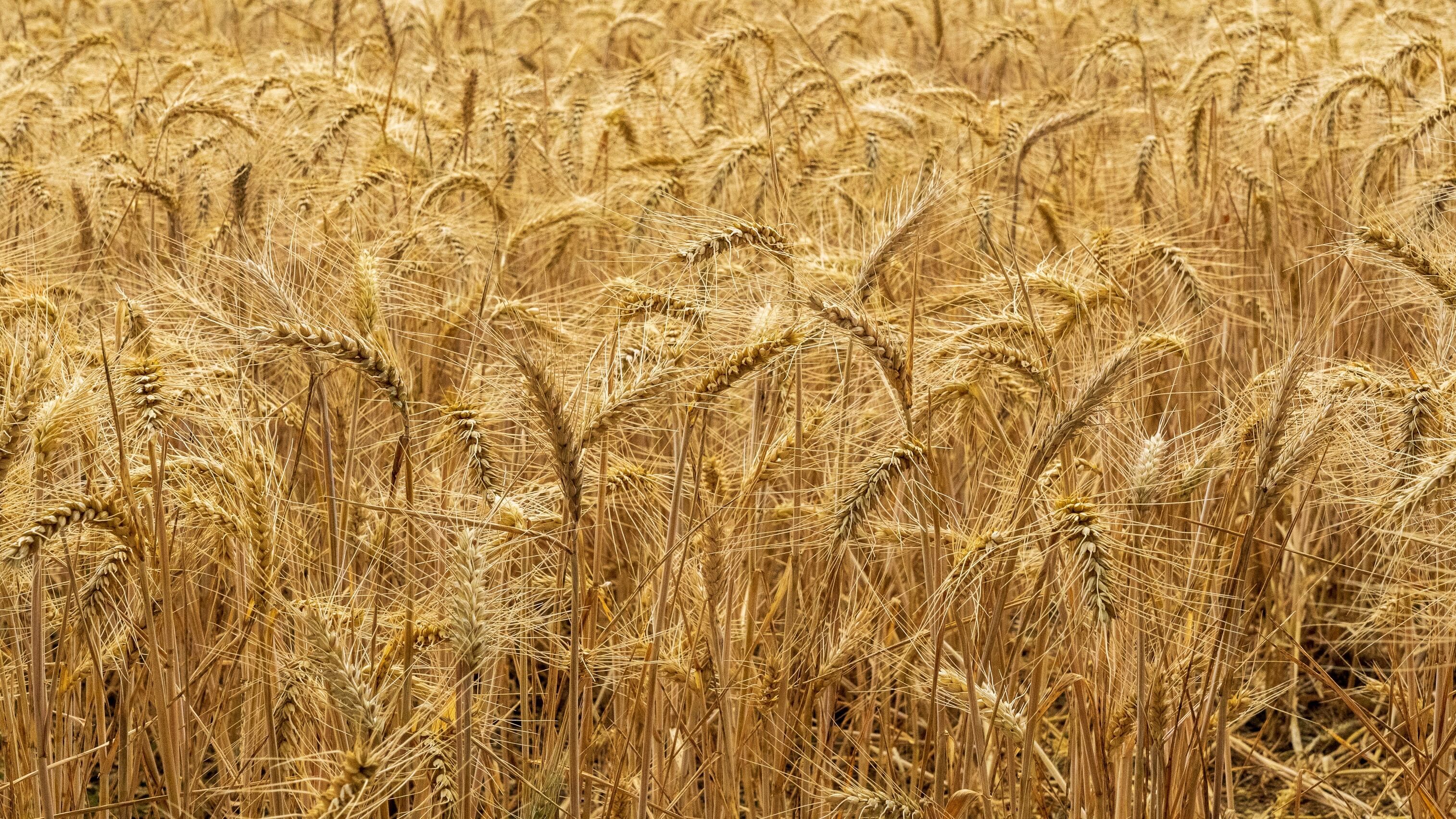 Яке свято 18 липня Яке свято 18 липня