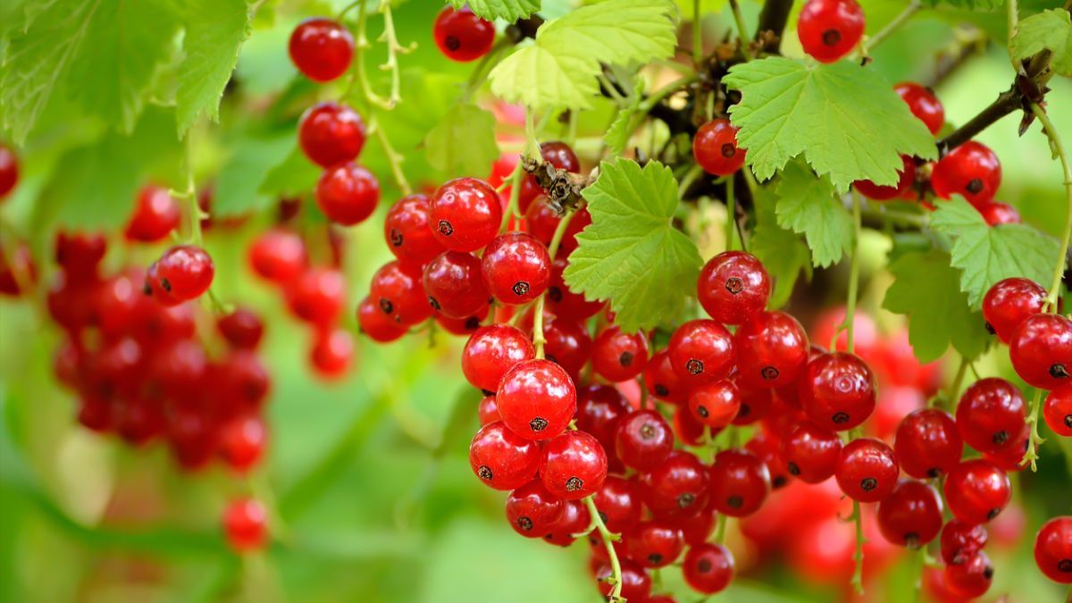 Чим підживити червону смородину Чим підживити червону смородину