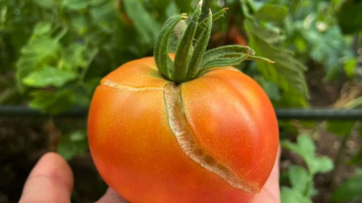 Чому тріскаються помідори на грядках