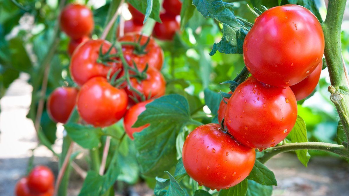 Як прискорити дозрівання помідорів