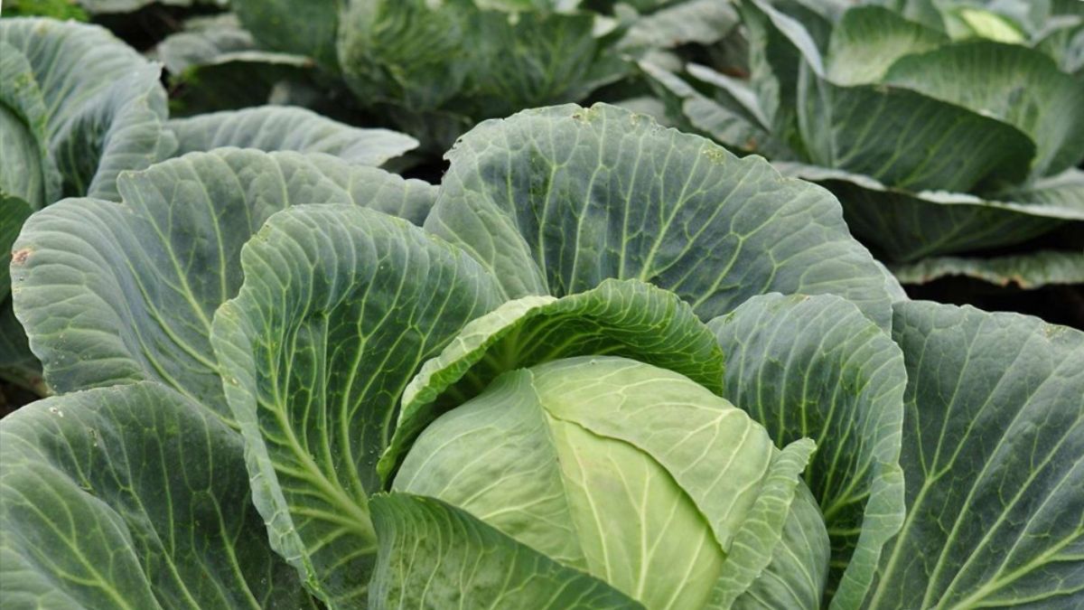 Почему у капусты не завязываются початки Почему у капусты не завязываются початки