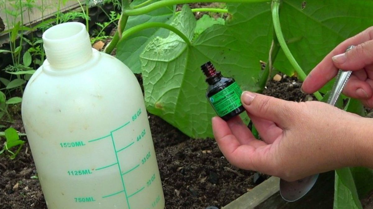 Для чого поливати огірки йодом і зеленкою 