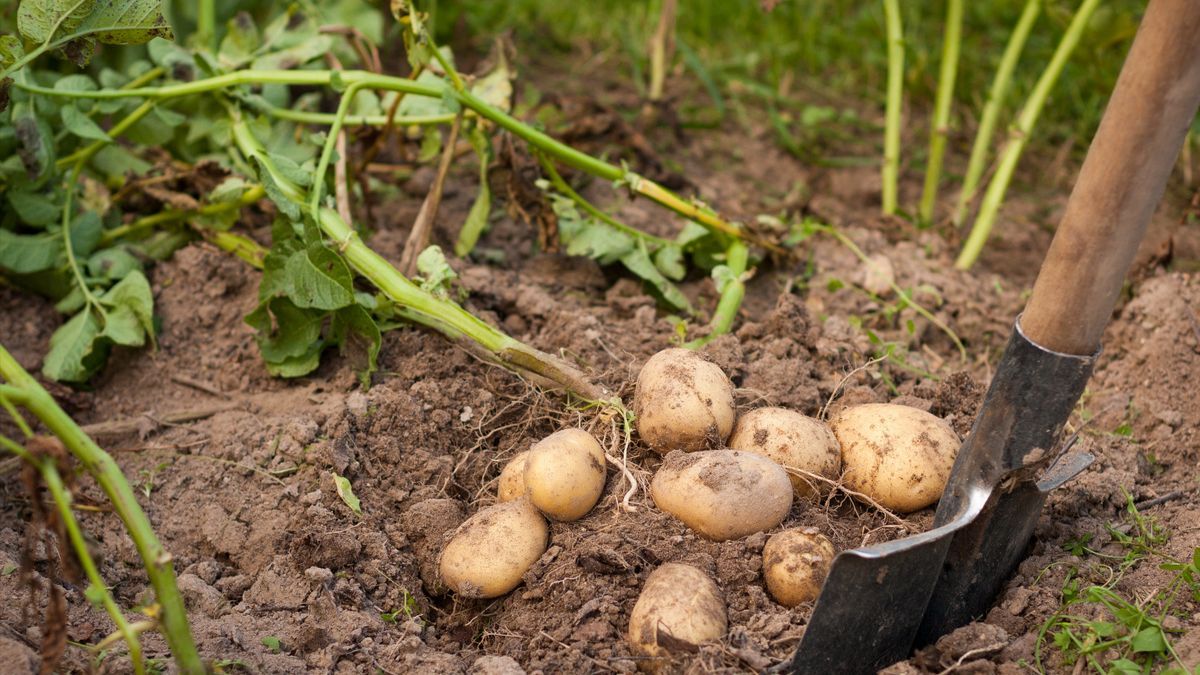 Когда собирать картошку Когда собирать картошку