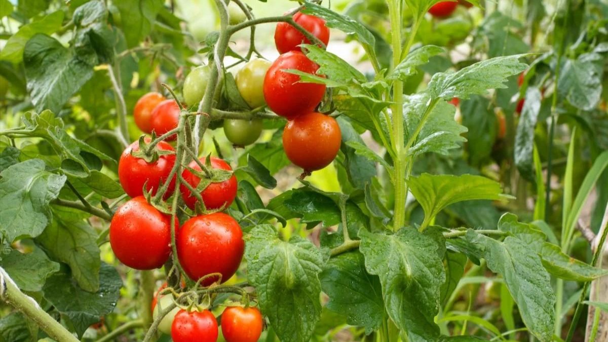 Когда собирать помидоры Когда собирать помидоры