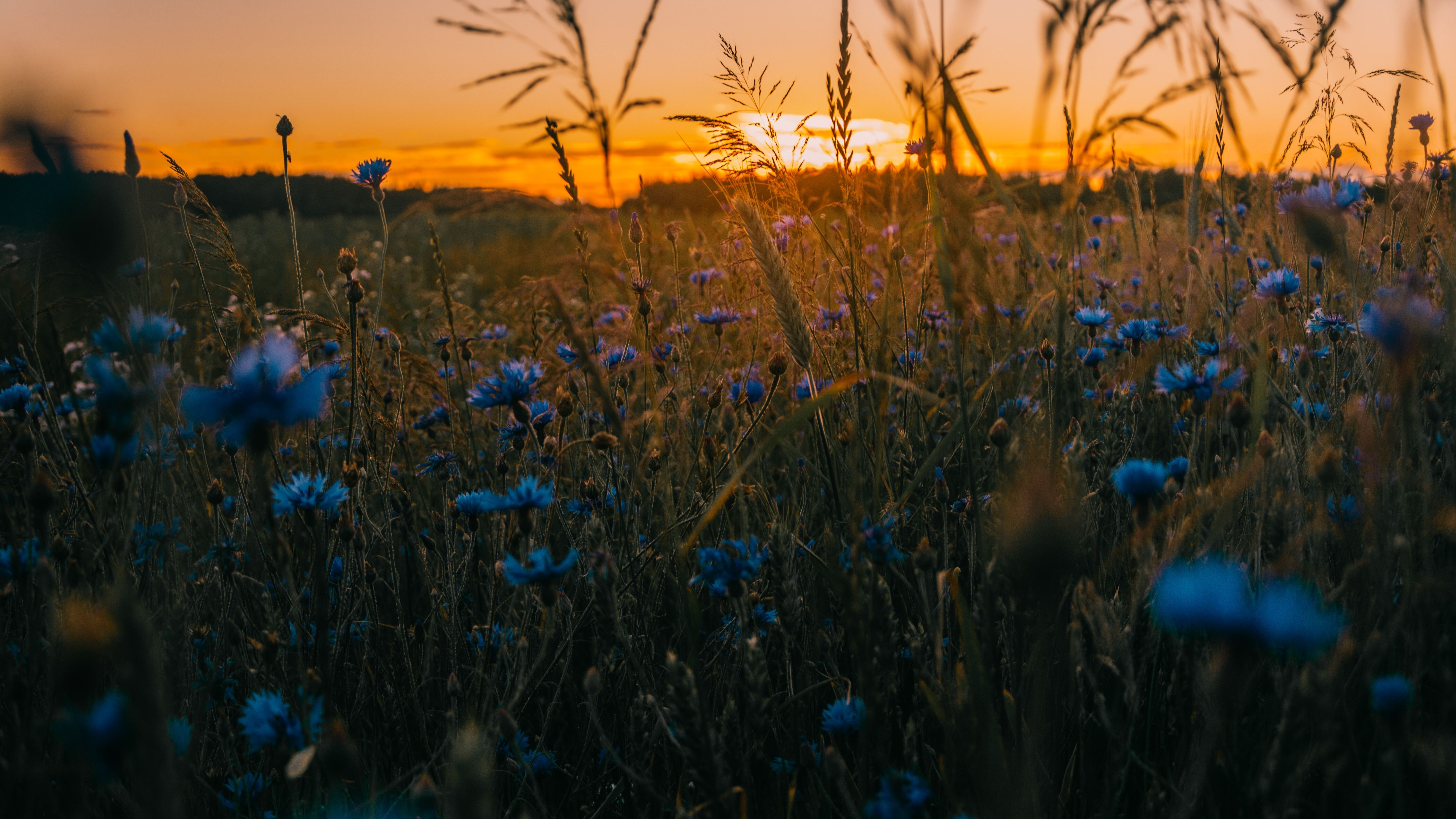 Какой праздник 20 июля Какой праздник 20 июля