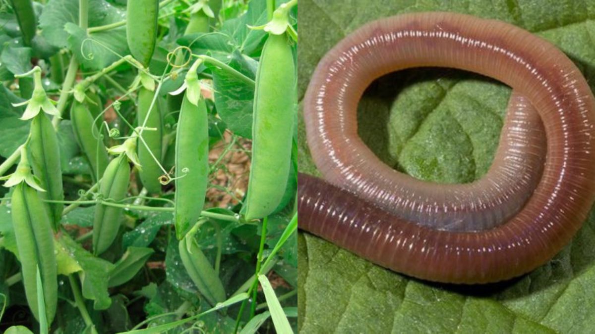 Чем обработать горох от червей Чем обработать горох от червей