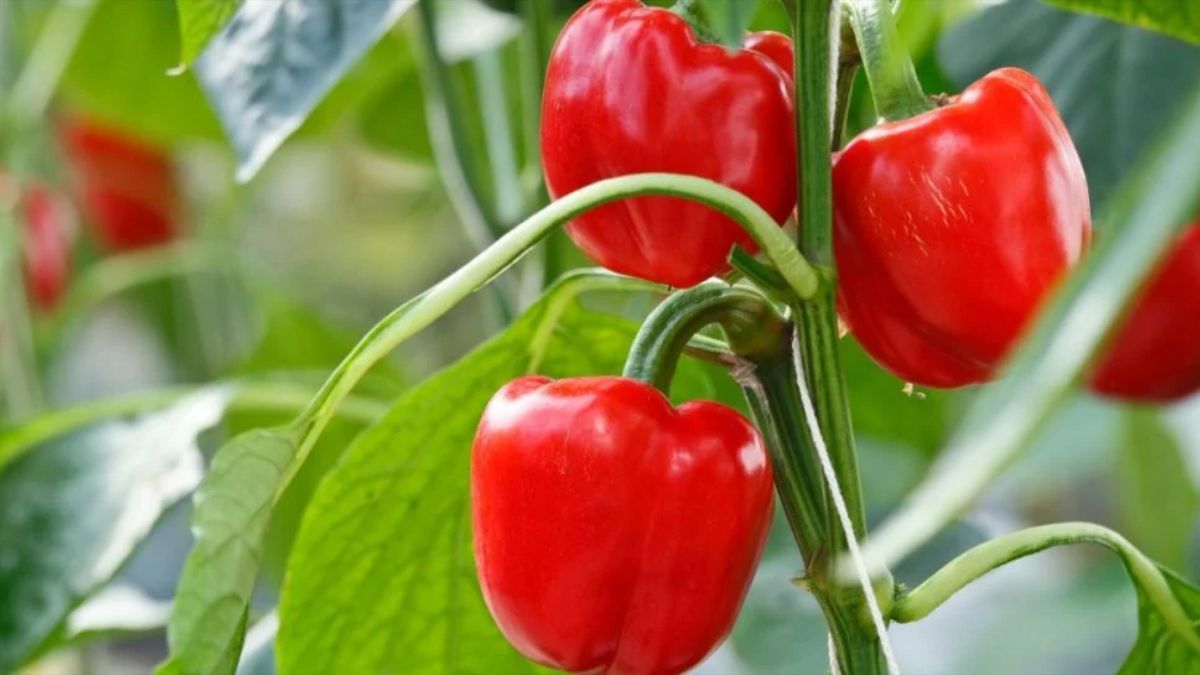 Когда собирать перец Когда собирать перец