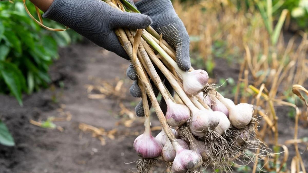Коли збирати ярий часник Коли збирати ярий часник