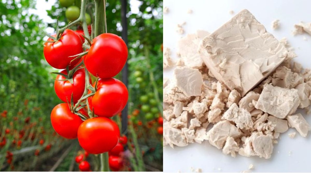 Як підживити помідори цукром і дріжджами Як підживити помідори цукром і дріжджами