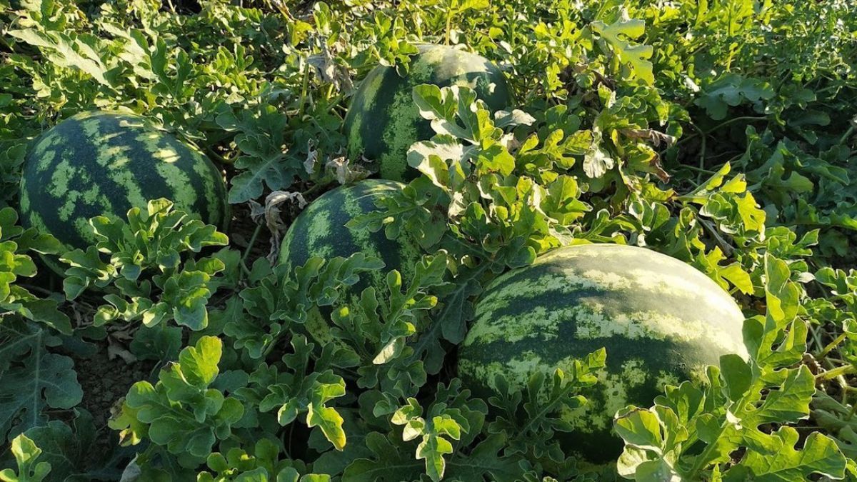 Коли збирати кавуни Коли збирати кавуни