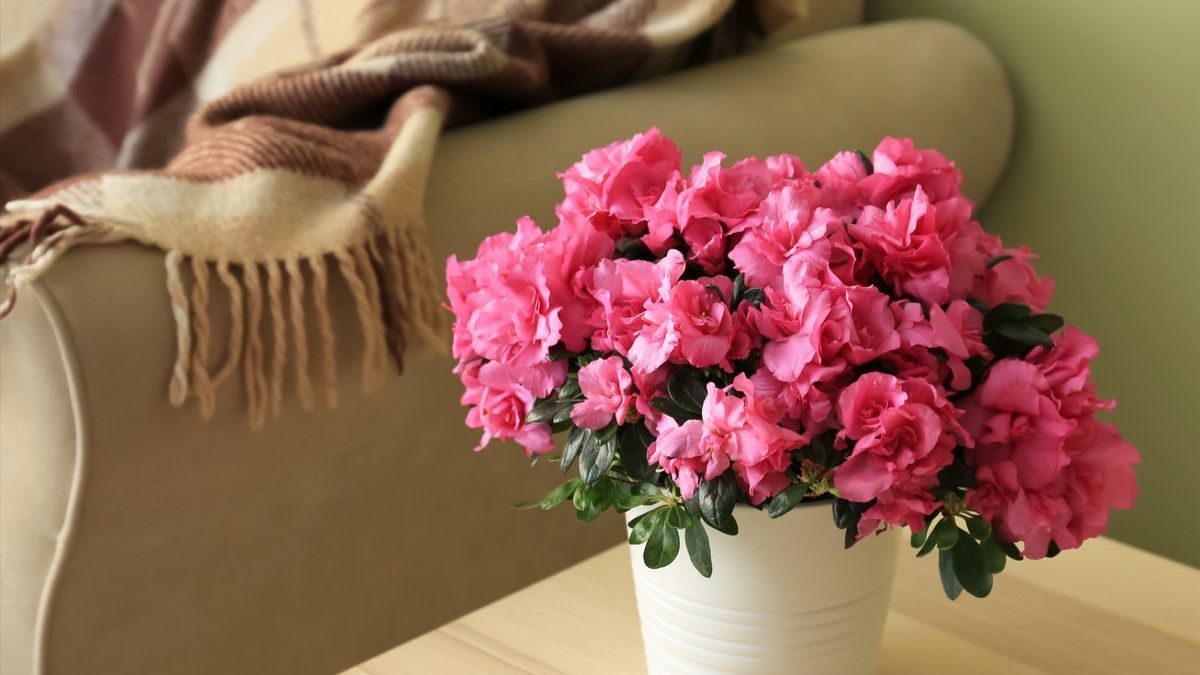 Сода для комнатных растений Сода для комнатных растений