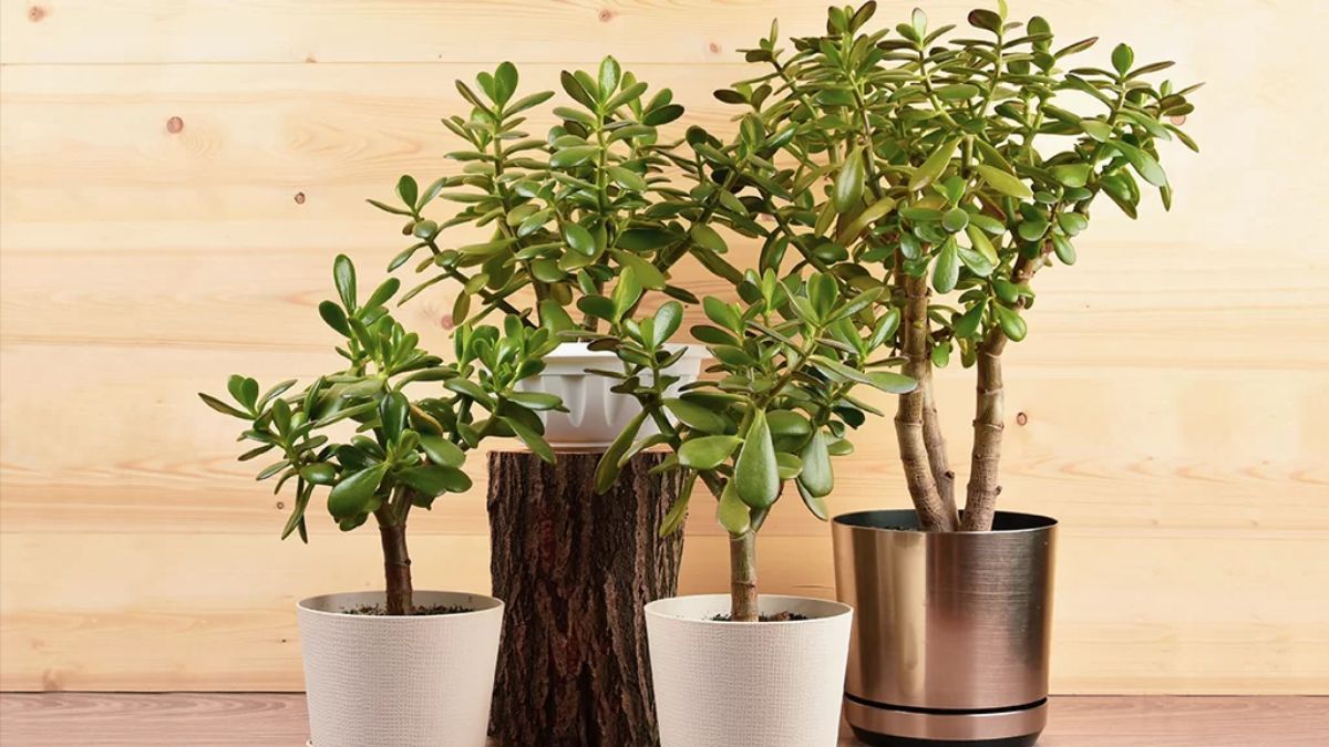 Чем подкормить денежное дерево Чем подкормить денежное дерево