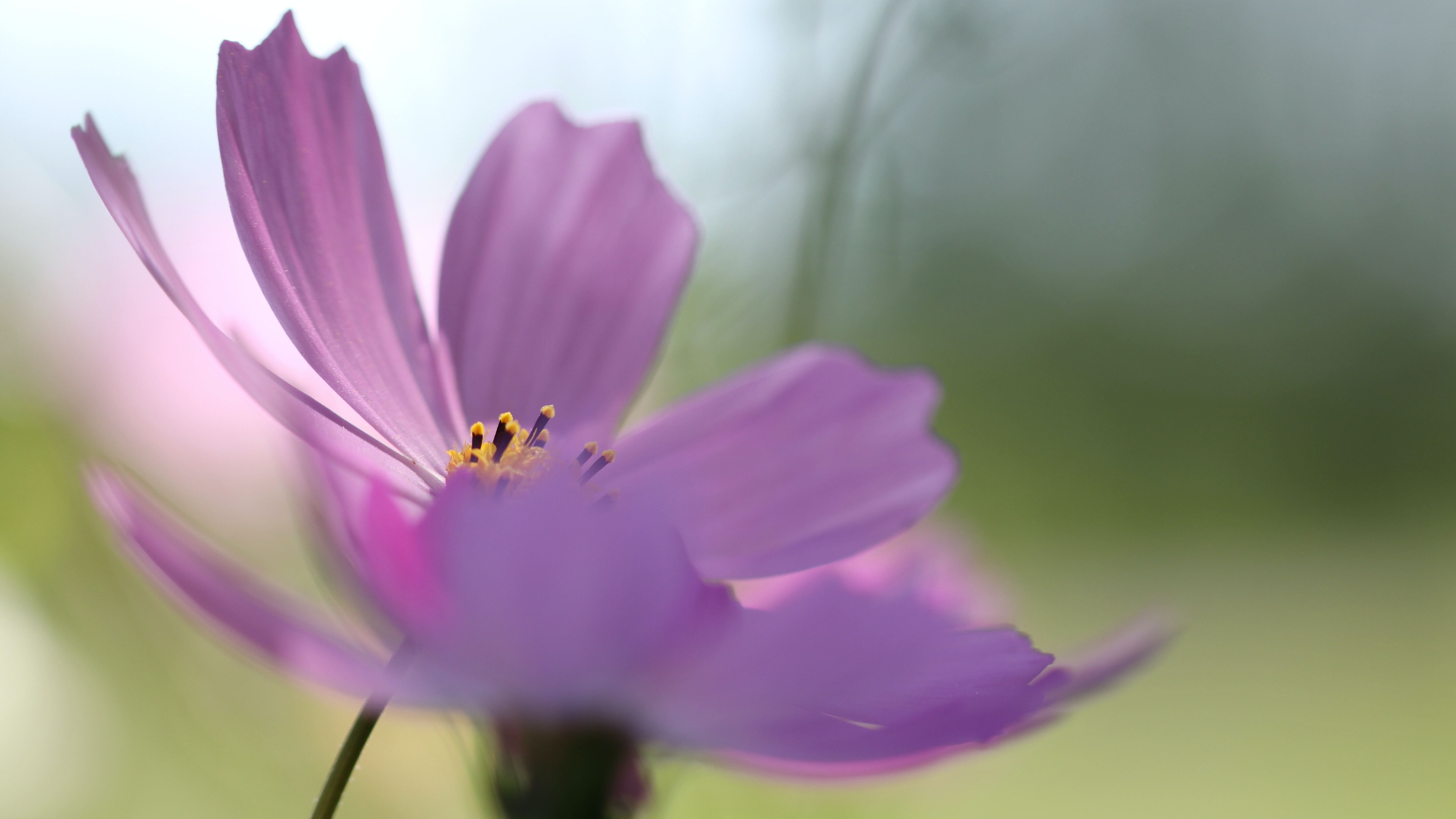 Яке свято 23 липня Яке свято 23 липня