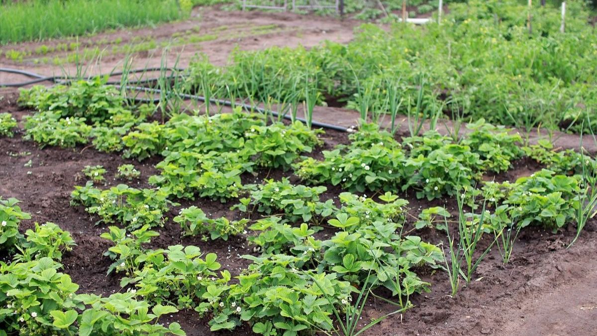 Удобрение сульфат калия Удобрение сульфат калия