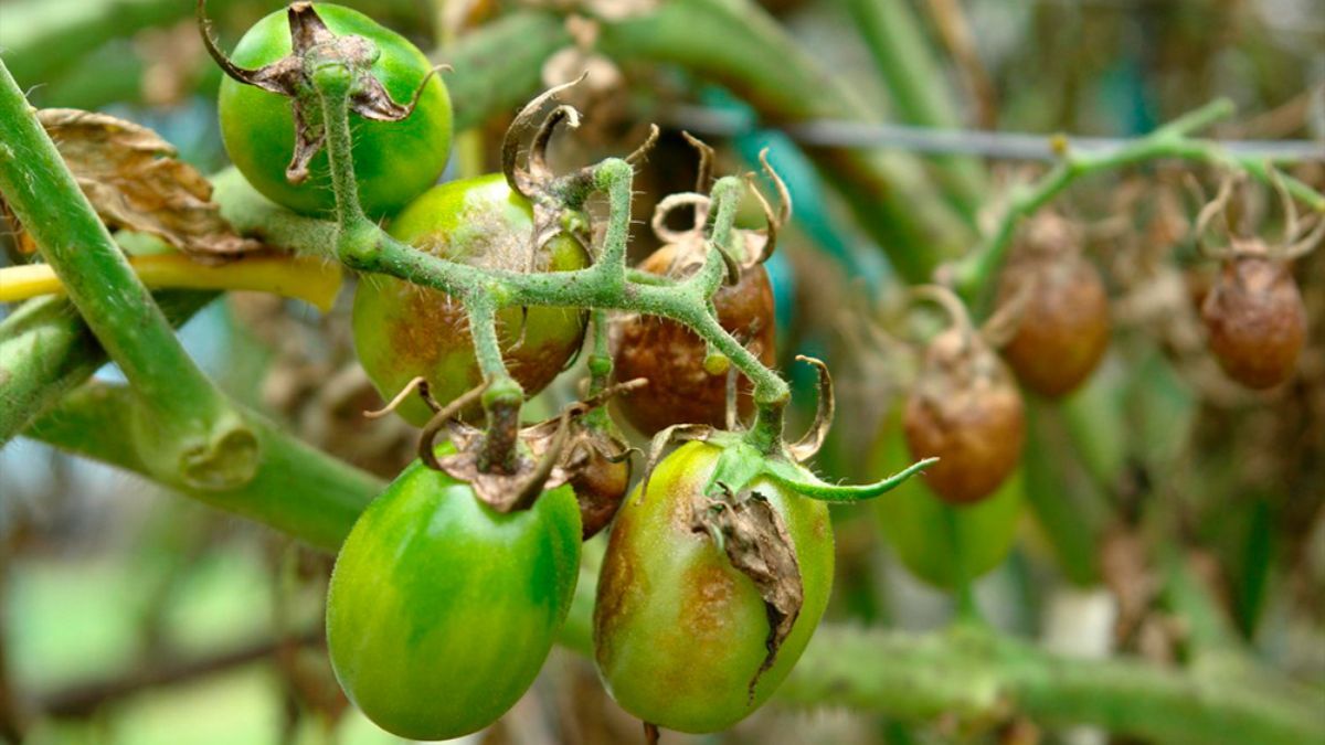 Фитофтора на помидорах Фитофтора на помидорах