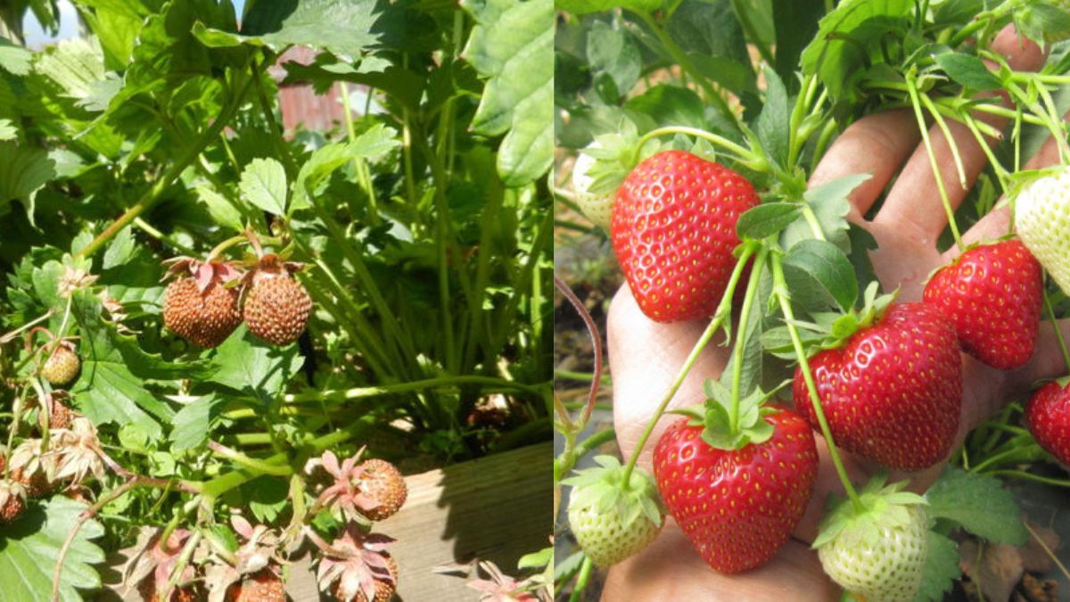 Почему сохнет клубника Почему сохнет клубника