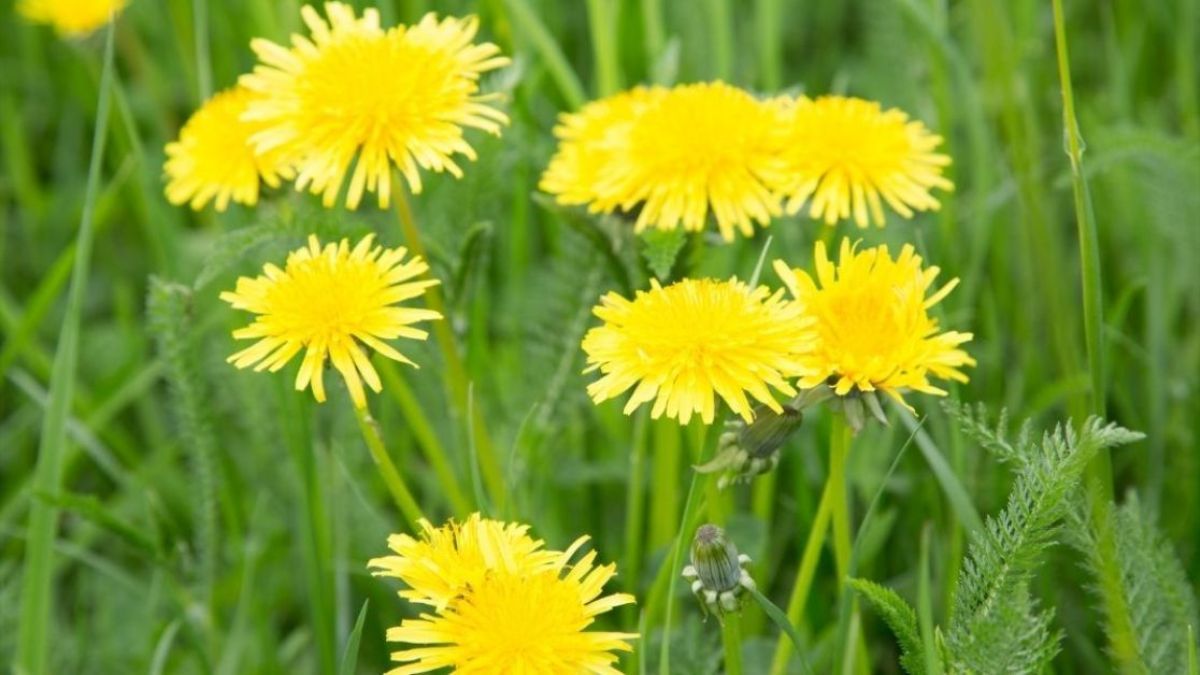 Як використовувати кульбаби на городі Як використовувати кульбаби на городі