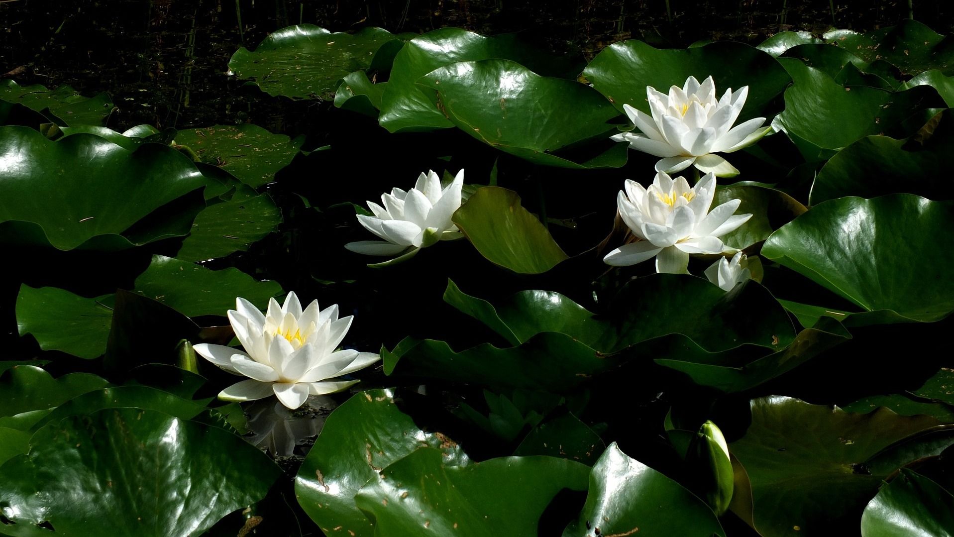 Какой праздник 25 июля Какой праздник 25 июля