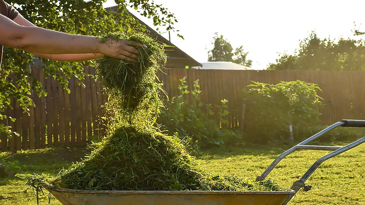 Для чого можна використовувати скошену траву Для чого можна використовувати скошену траву