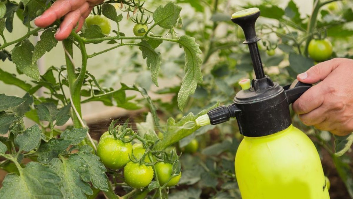 Сульфат калію для помідорів Сульфат калію для помідорів