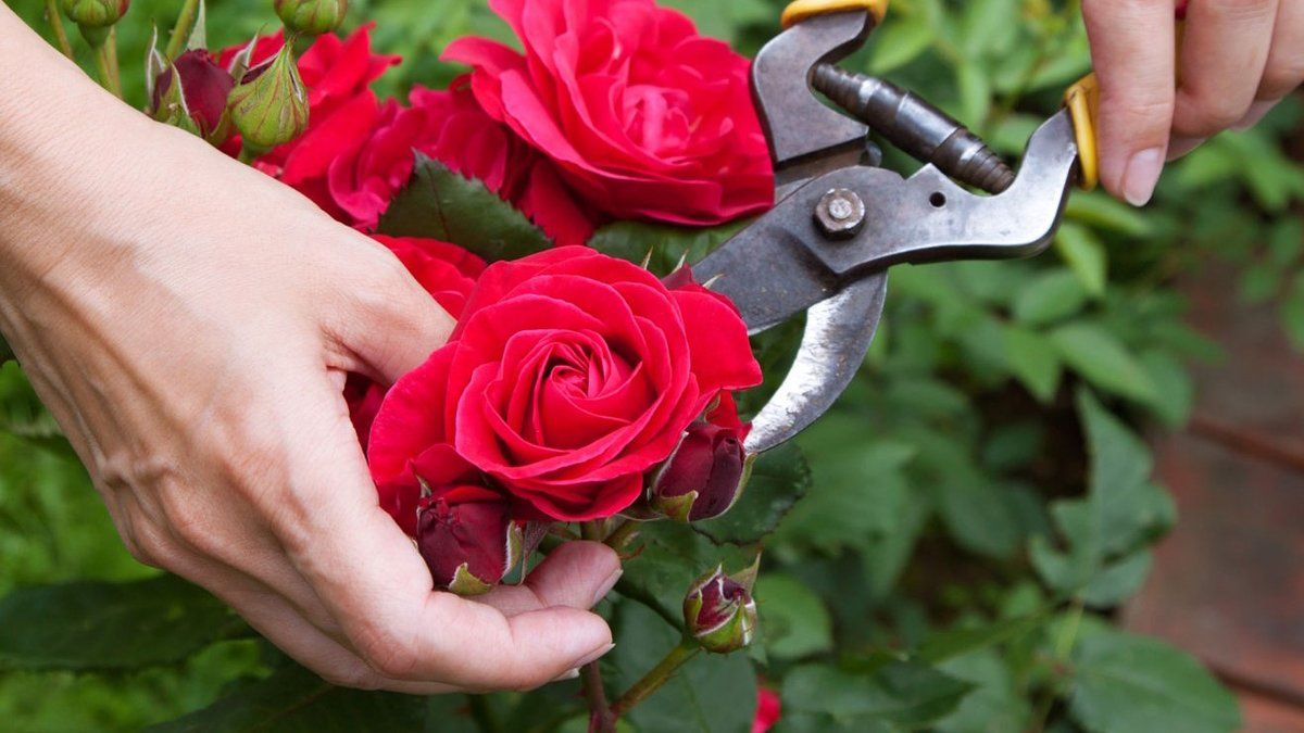 Як правильно обрізати троянди влітку