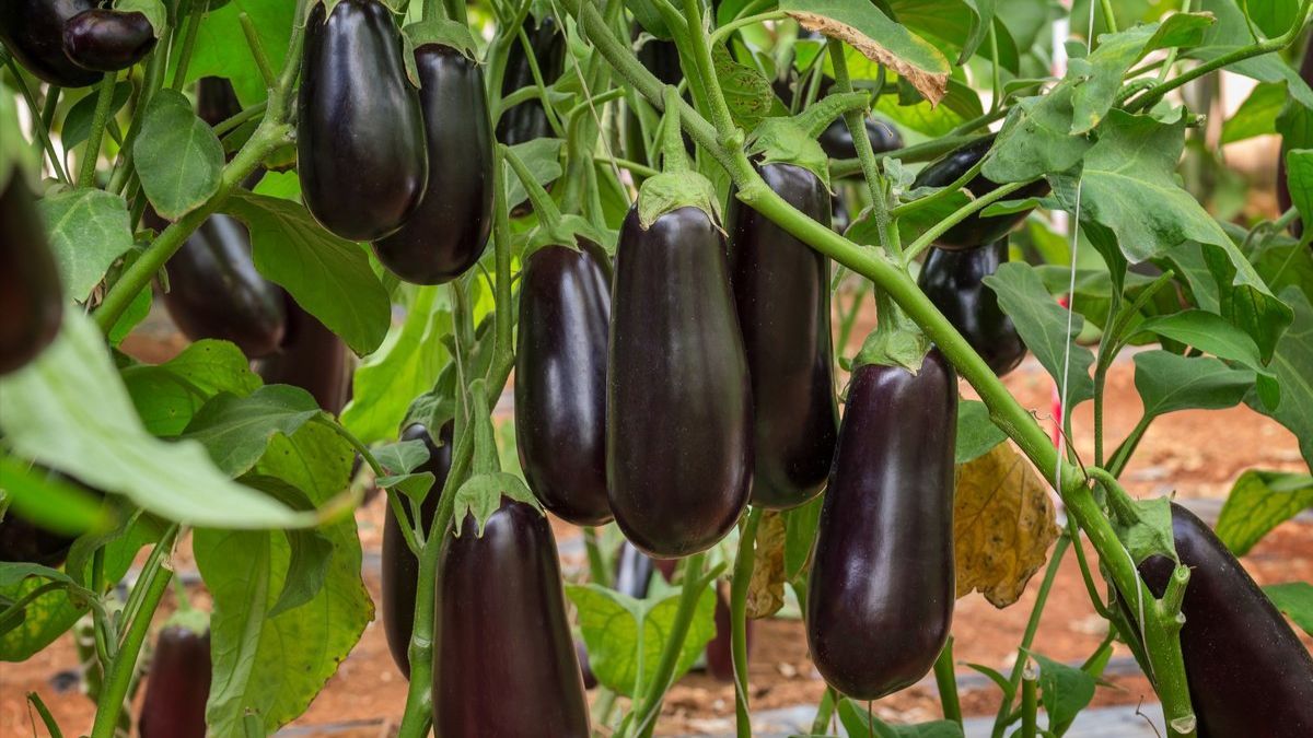 Как часто нужно поливать баклажаны Как часто нужно поливать баклажаны