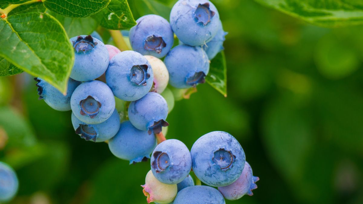 Как сажать голубику летом Как сажать голубику летом