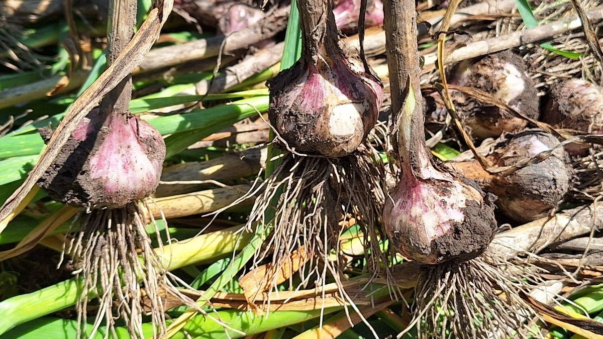 Что нельзя сажать после чеснока Что нельзя сажать после чеснока